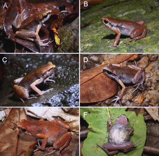 海南蛙类品种有多少？-图1