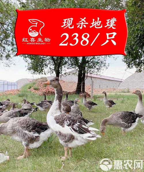 杂交鹅上市价格是多少-图2