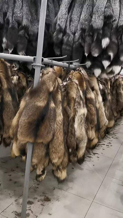 貉皮今日最新价是多少？-图1