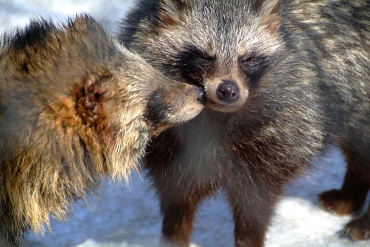 貉皮今日最新价是多少？-图3