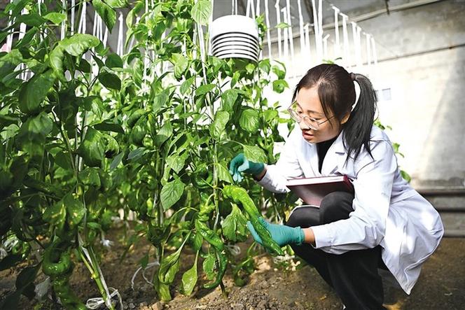 如何高效培育抗病种植品种？-图2