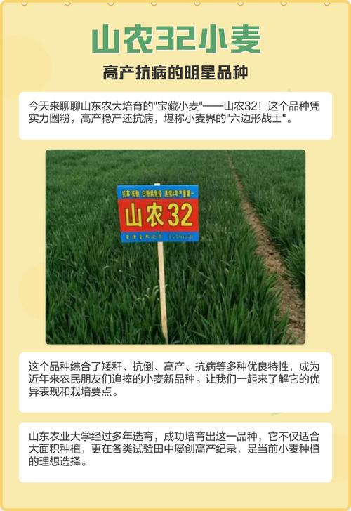 如何高效培育抗病种植品种？-图3