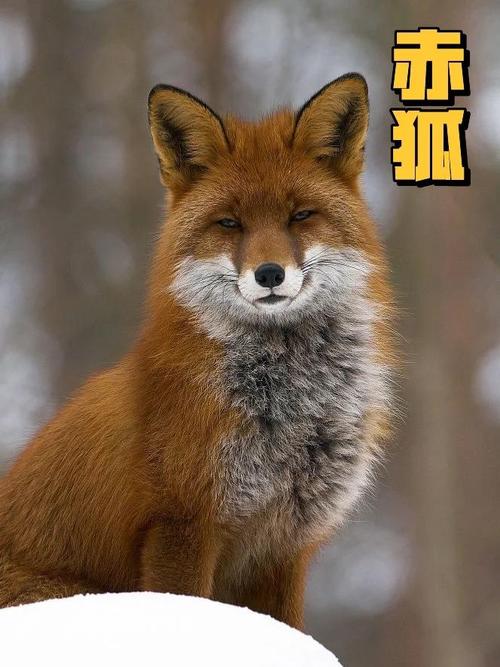 狐狸到底有多少品种？-图1