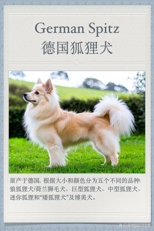 狐狸到底有多少品种？-图3