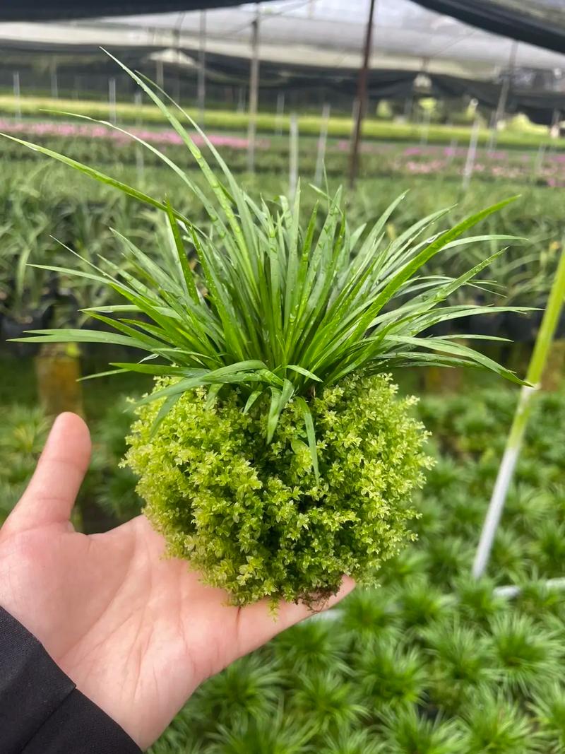 养菖蒲选什么品种好？-图1