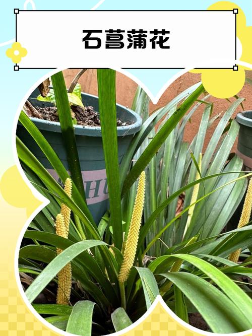 养菖蒲选什么品种好？-图2