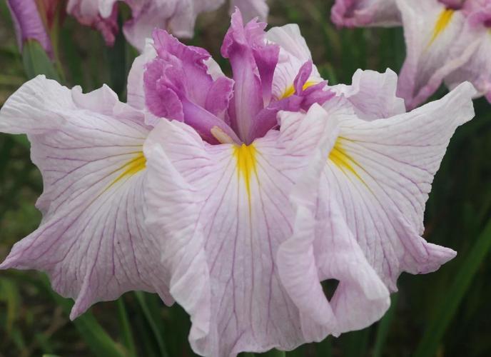 养菖蒲选什么品种好？-图3