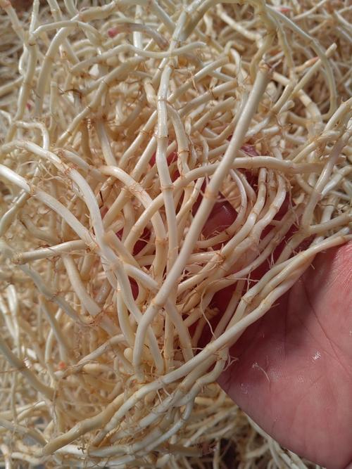 湖北荆州鱼腥草有何独特品种特点？-图2