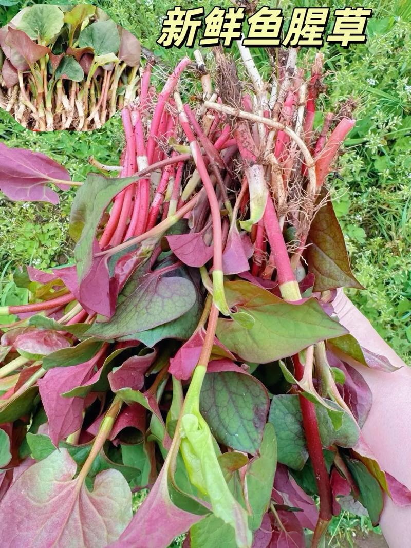 湖北荆州鱼腥草有何独特品种特点？-图3