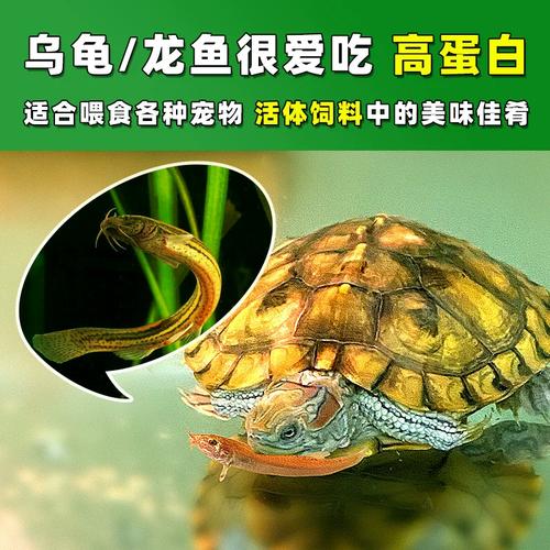 南宁台湾泥鳅苗价格表最新多少？-图2