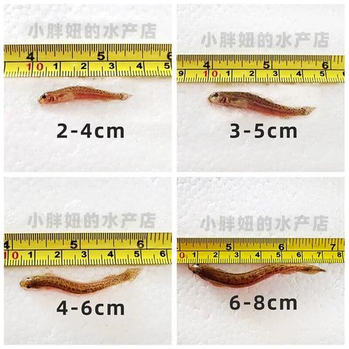 南宁台湾泥鳅苗价格表最新多少？-图3