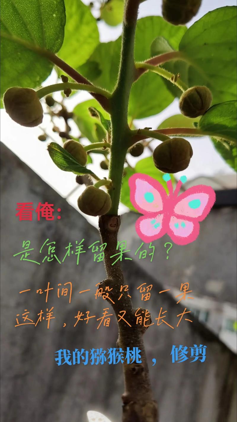 猕猴桃栽培技术视频，新手怎么学？-图2