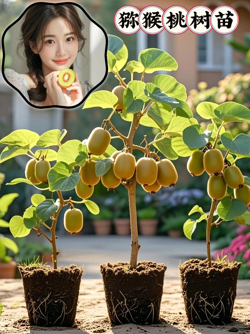 猕猴桃栽培技术视频，新手怎么学？-图3