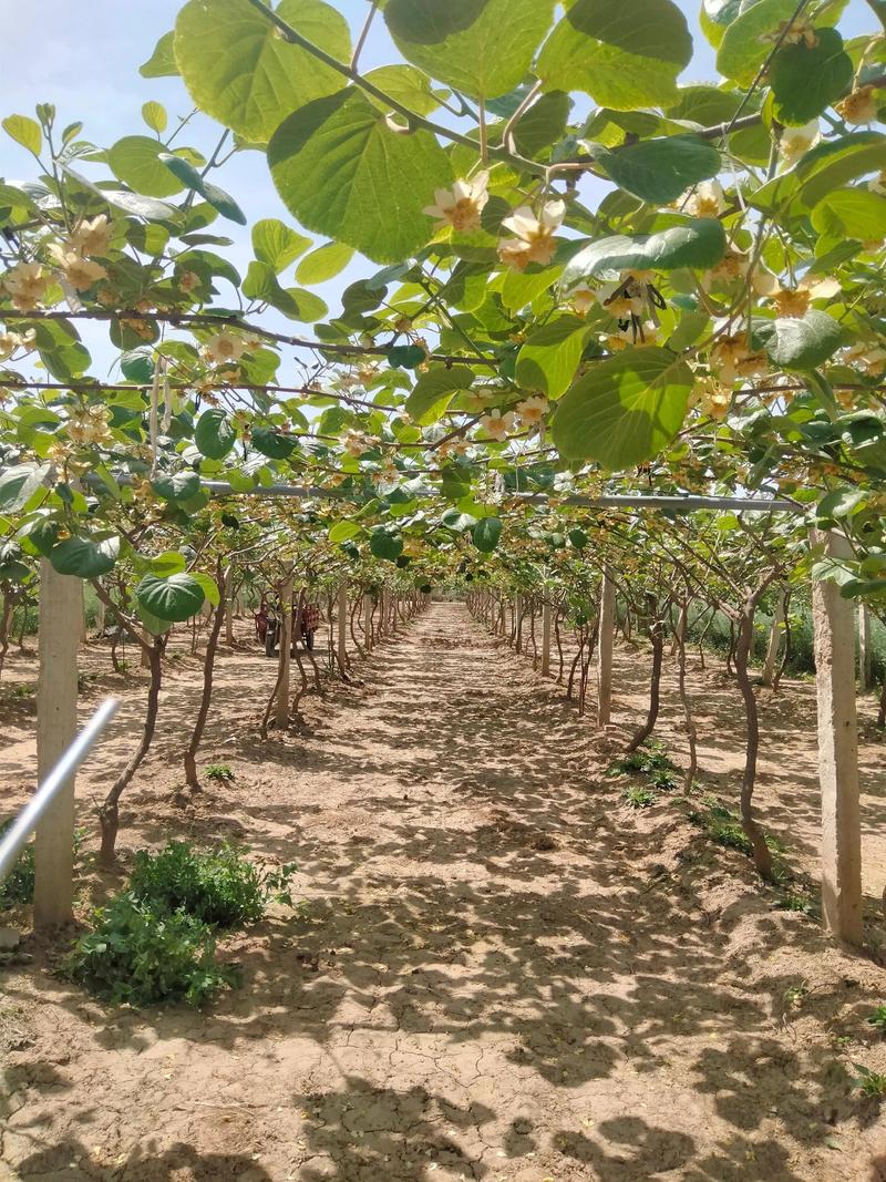 猕猴桃栽培技术视频，新手怎么学？-图1