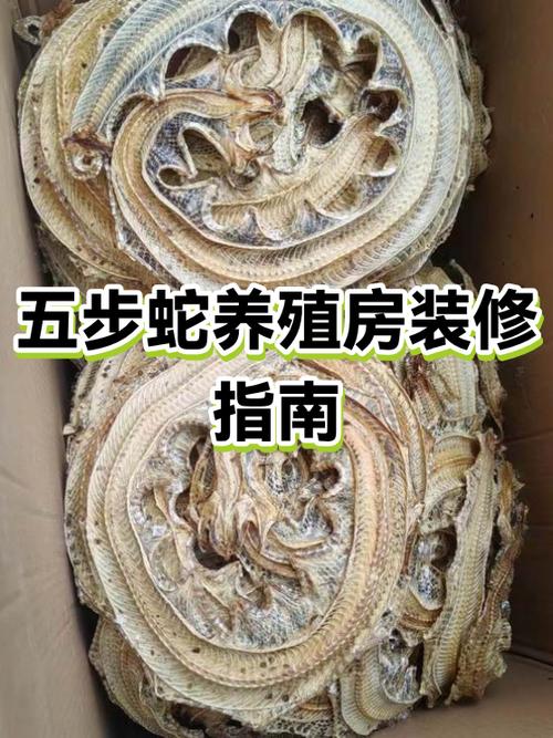 五步蛇养殖技术关键步骤有哪些？-图2