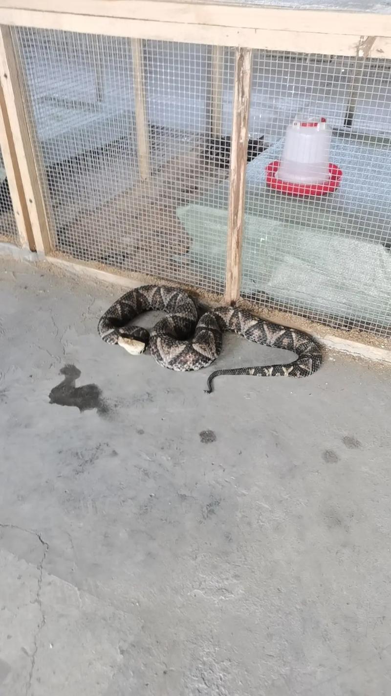 五步蛇养殖技术关键步骤有哪些？-图3