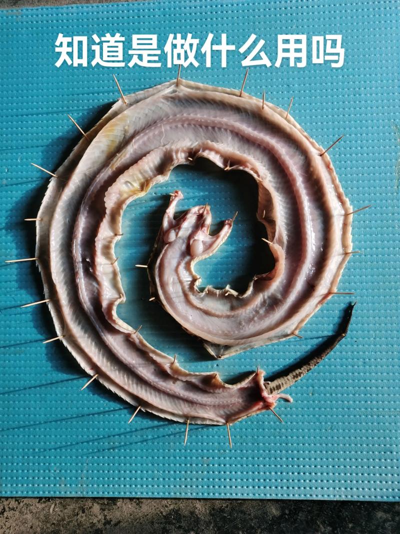 五步蛇养殖技术关键步骤有哪些？-图1