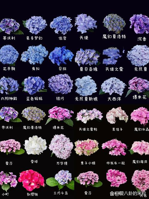 绣球花品种多，哪些常见又好养？-图1