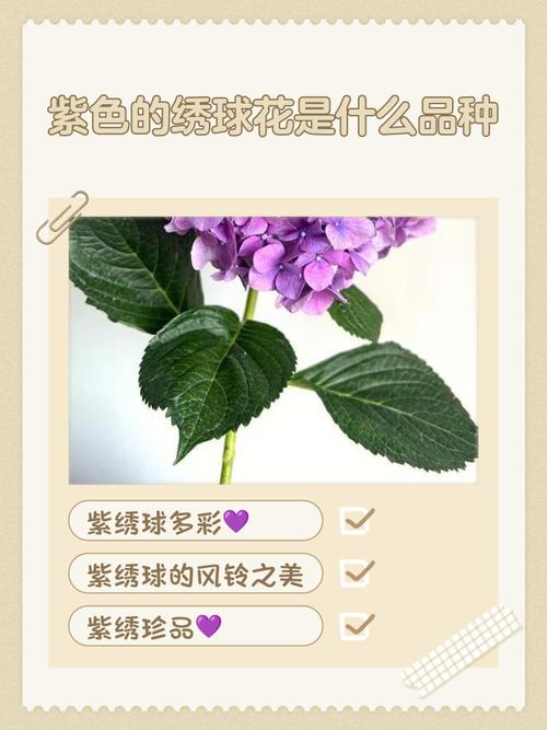 绣球花品种多，哪些常见又好养？-图2