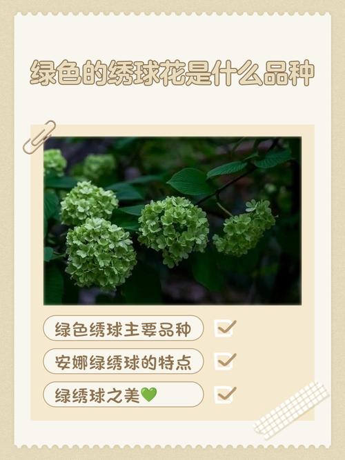 绣球花品种多，哪些常见又好养？-图3