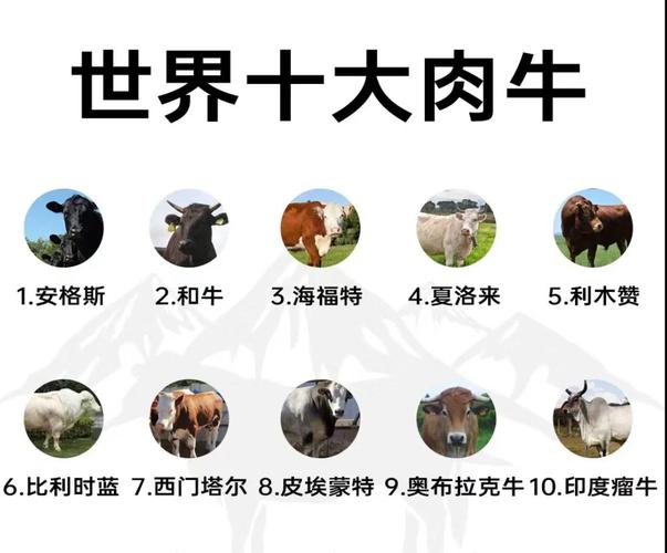 牛的品种有哪些？-图2