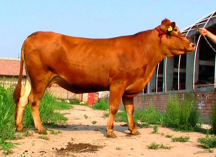 牛的品种有哪些？-图3