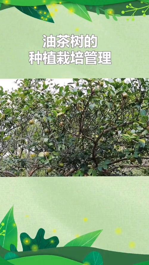 油茶栽培管理有哪些关键技术？-图2