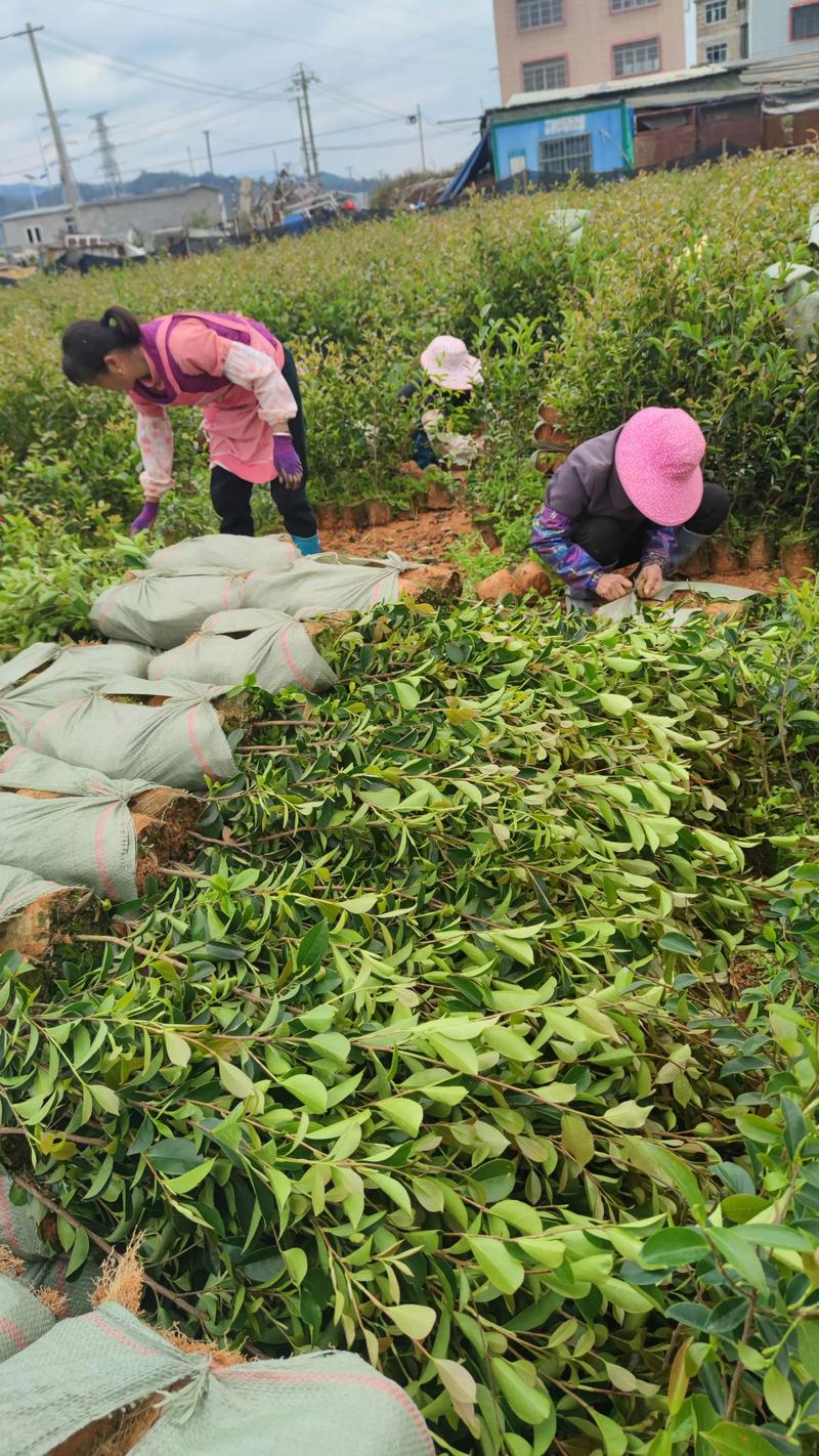 油茶栽培管理有哪些关键技术？-图3