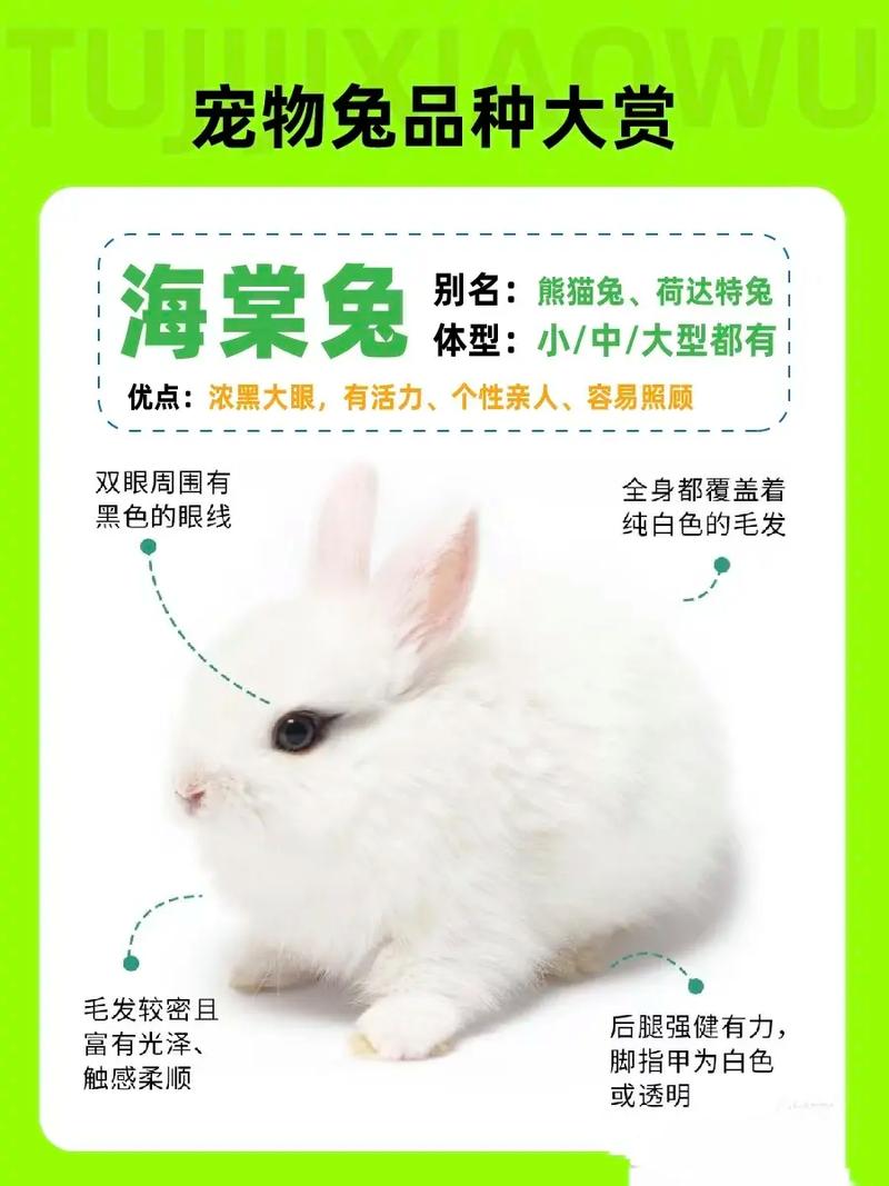 养殖什么品种兔子好？新手选什么品种合适？-图1