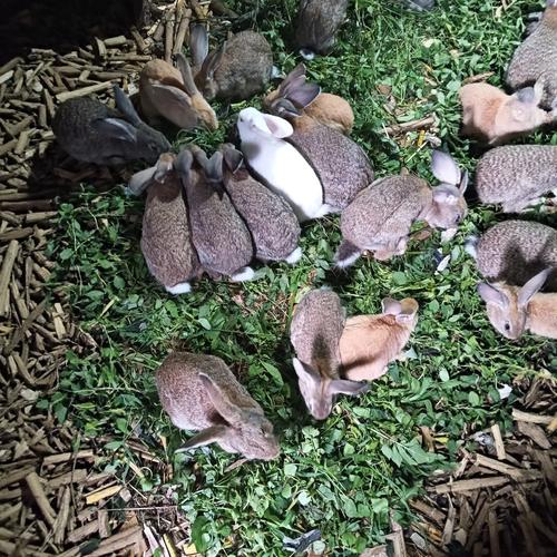 养殖什么品种兔子好？新手选什么品种合适？-图2