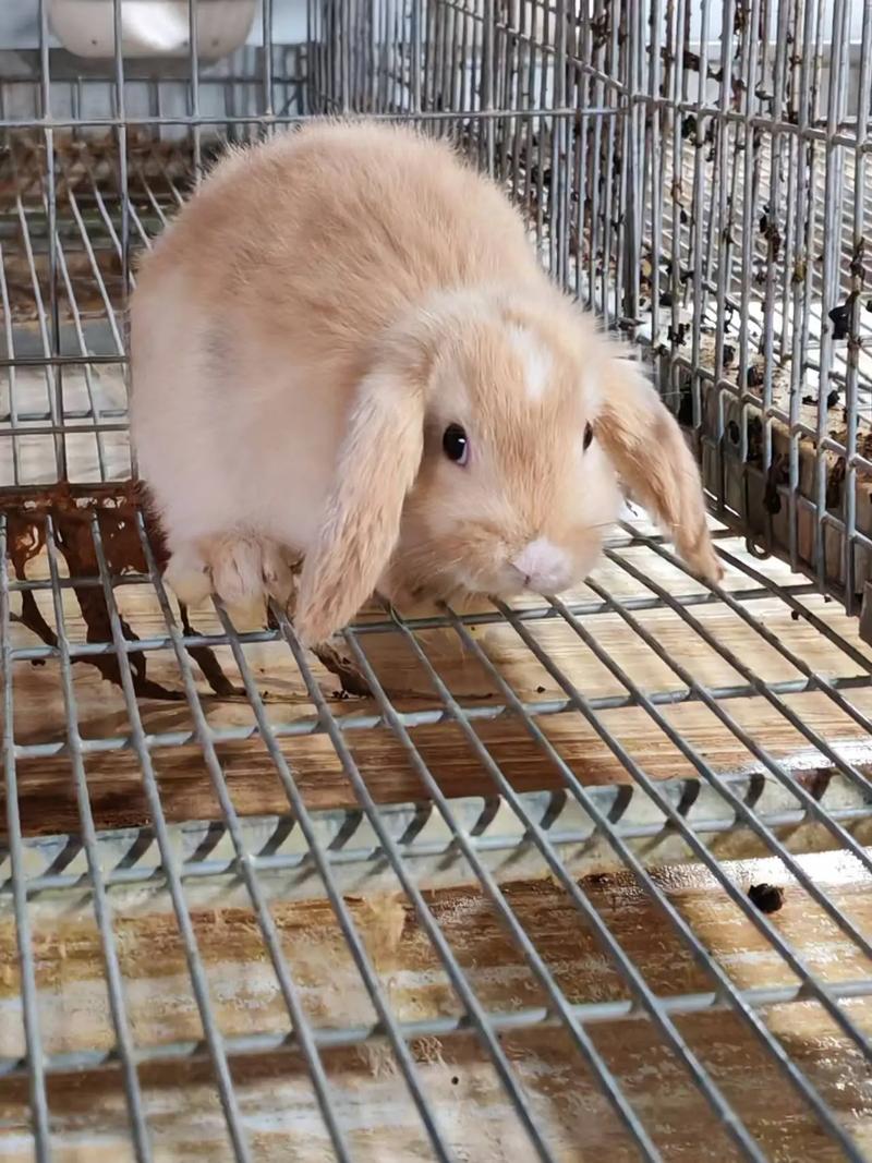 养殖什么品种兔子好？新手选什么品种合适？-图3