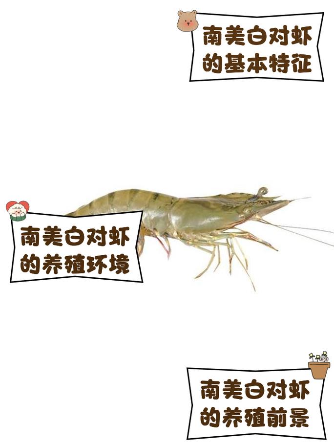 南美白对虾混养技术要点有哪些？-图2