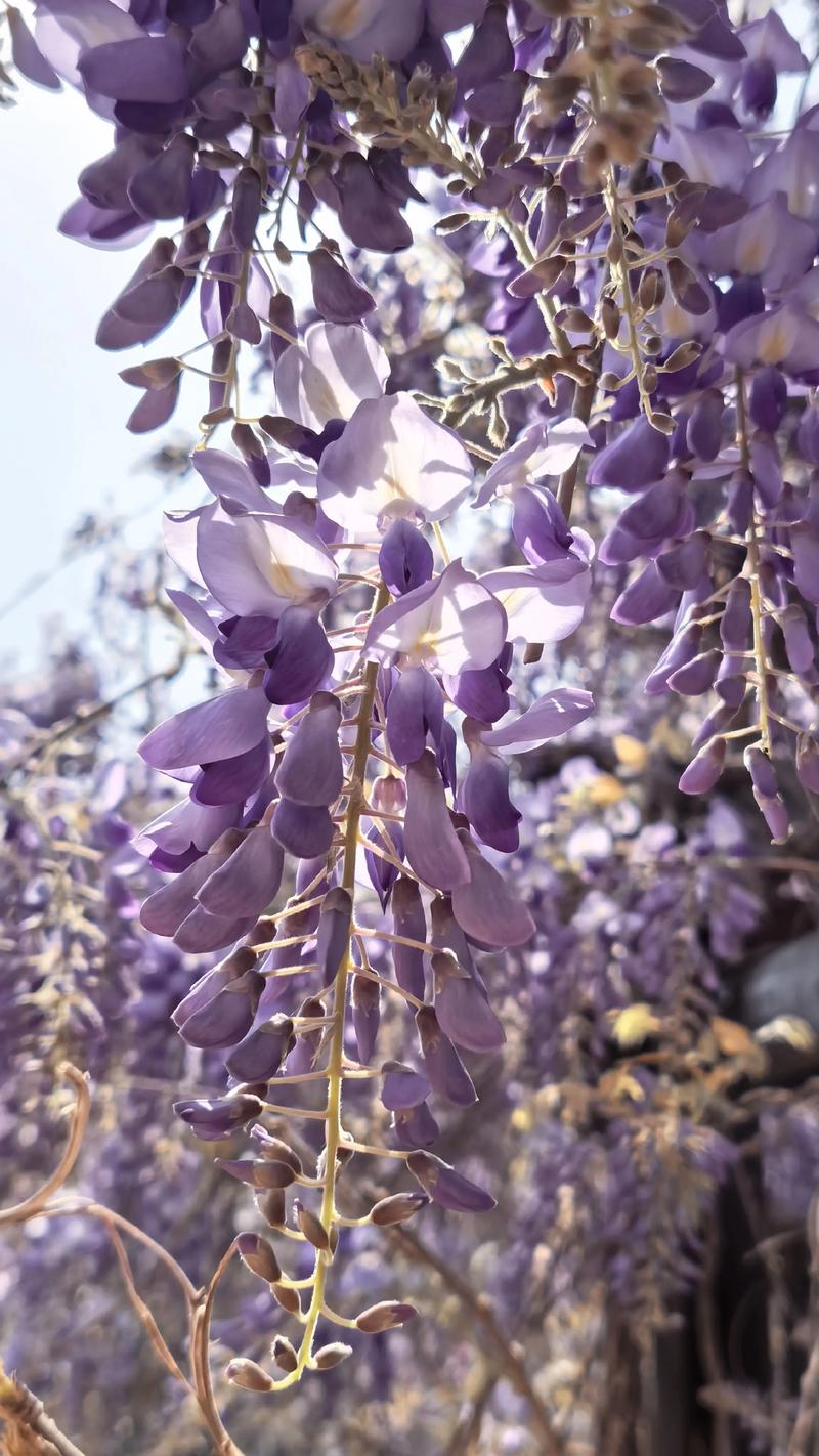 紫藤有哪些花期长的品种？-图2