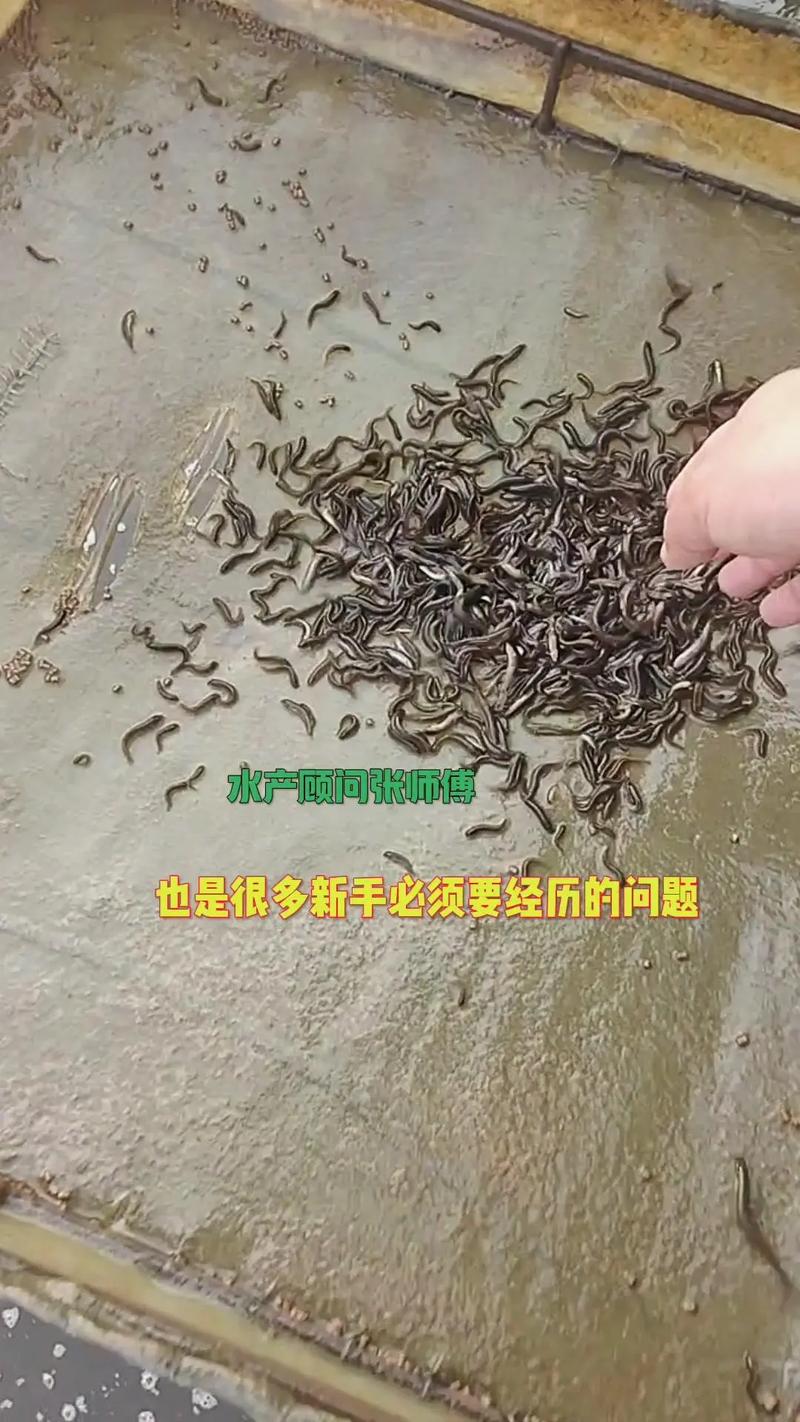 水泥池泥鳅养殖技术要点有哪些？-图1