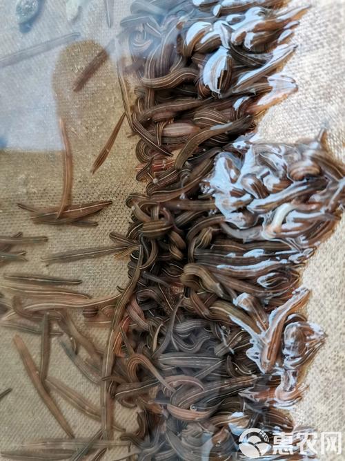 水蛭幼苗养殖技术要点有哪些？-图3