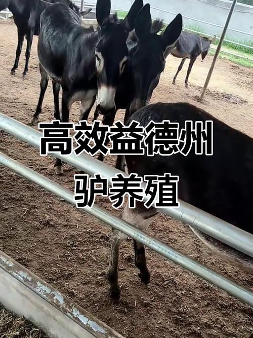 中国最大肉驴品种是哪个？-图1