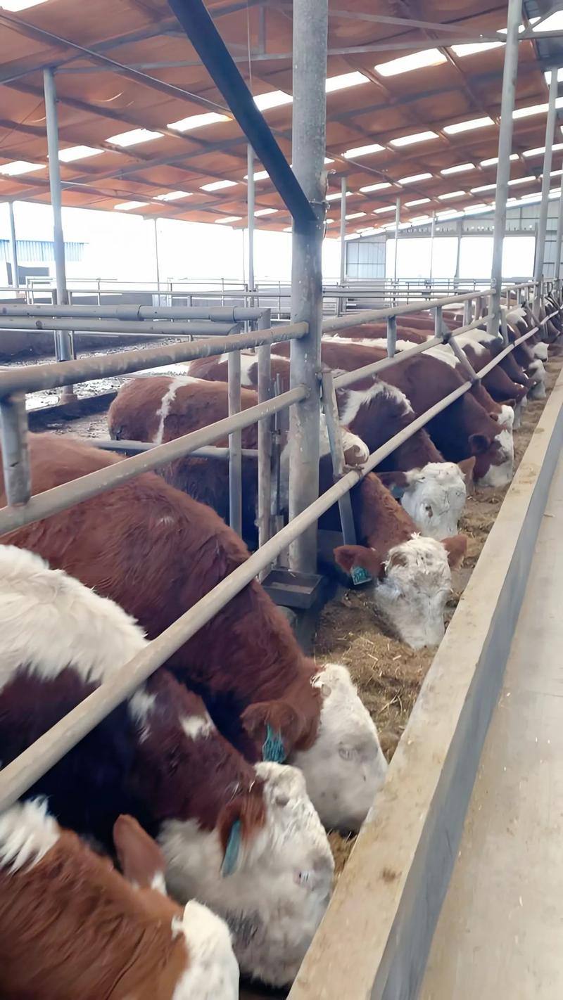 西门塔尔牛养殖技术要点有哪些？-图3