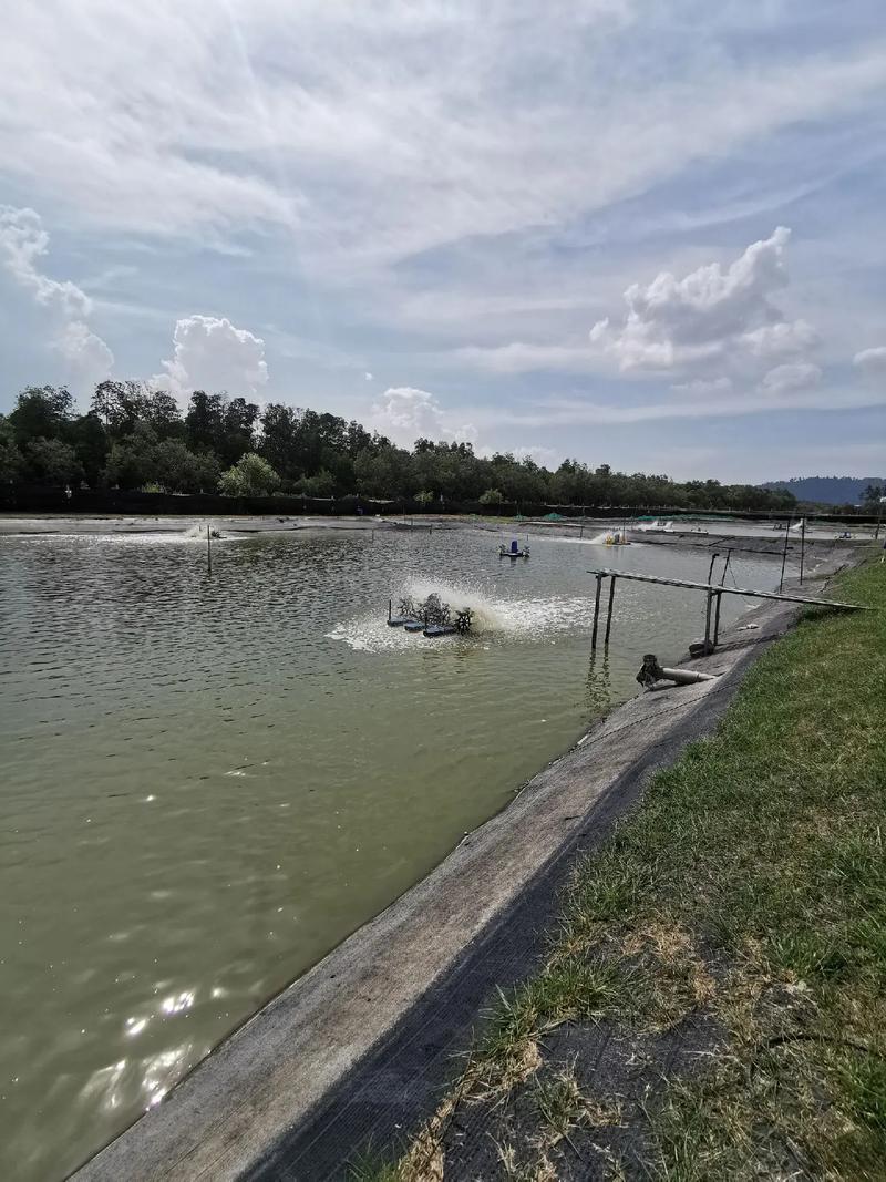 南美淡水对虾养殖技术难点有哪些？-图2