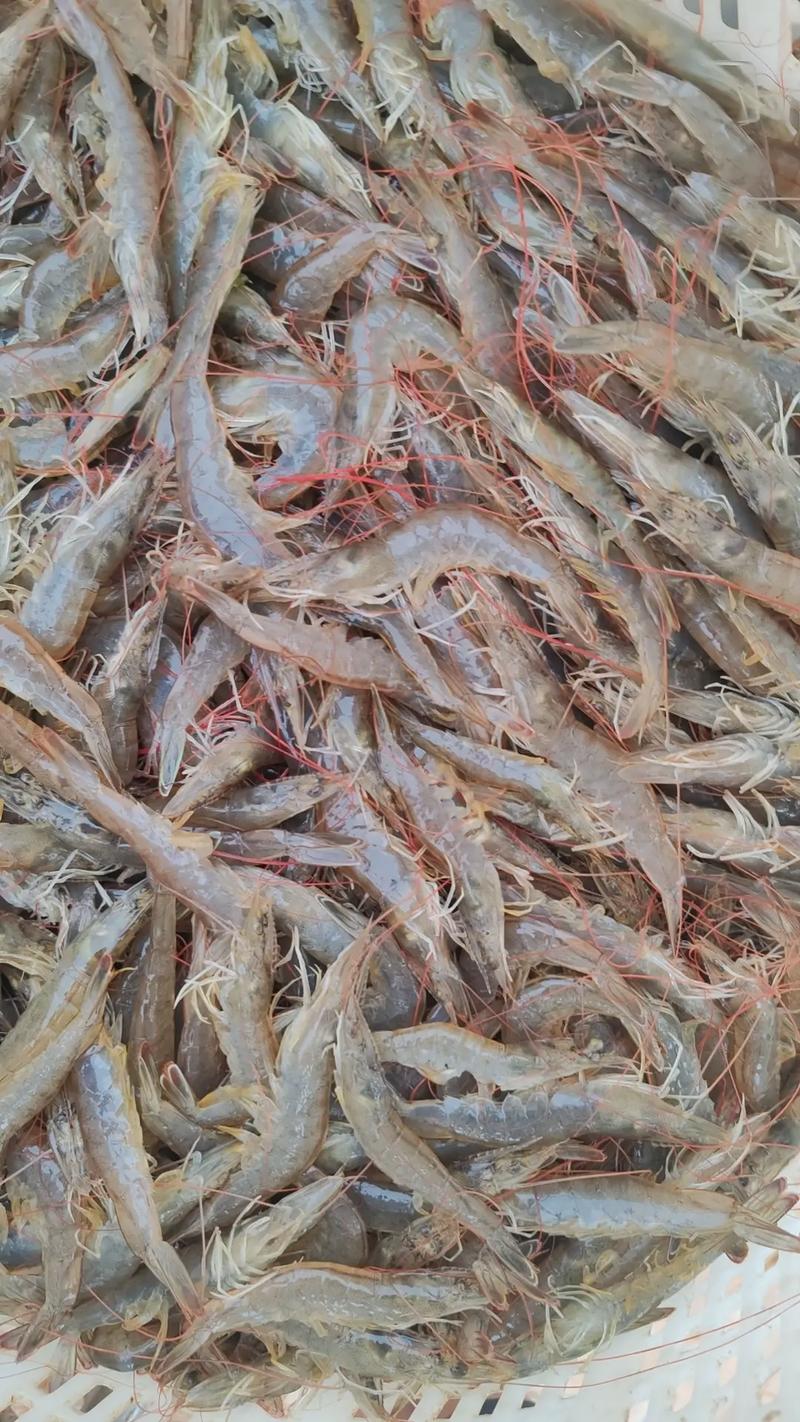 南美淡水对虾养殖技术难点有哪些？-图1