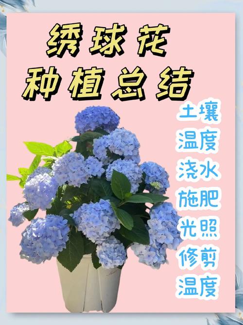 花卉栽培管理技术有哪些关键要点？-图2