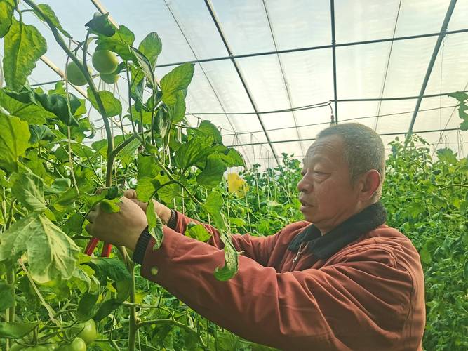 西红柿种植技术视频，新手能学会吗？-图2