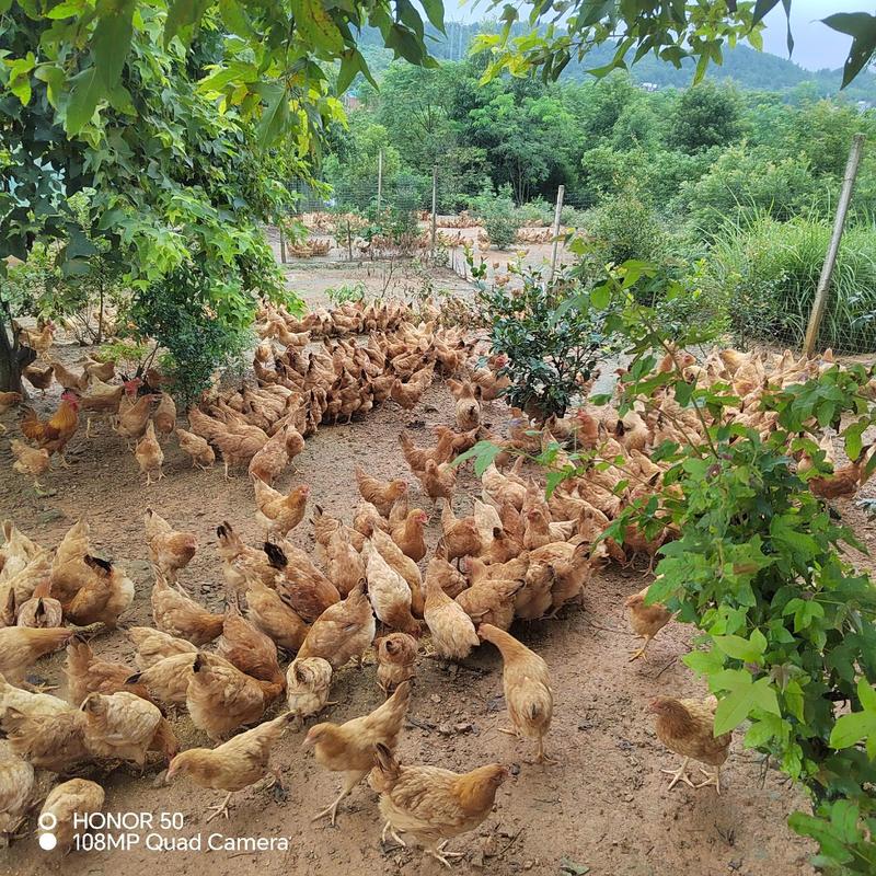 农广天地养殖技术视频有哪些干货？-图2