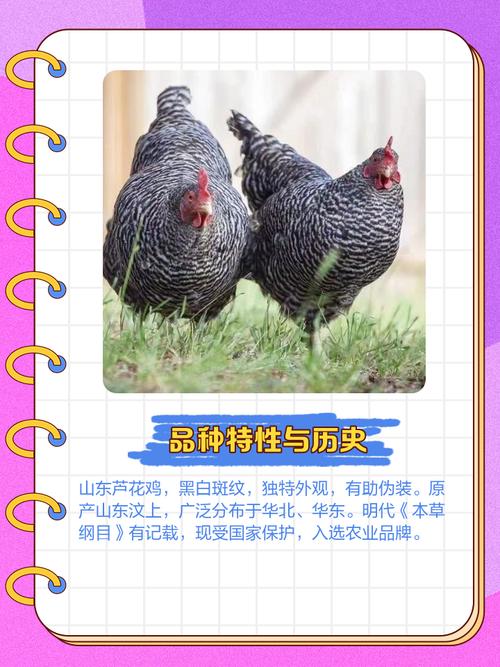 山东有哪些特色鸡品种？-图1