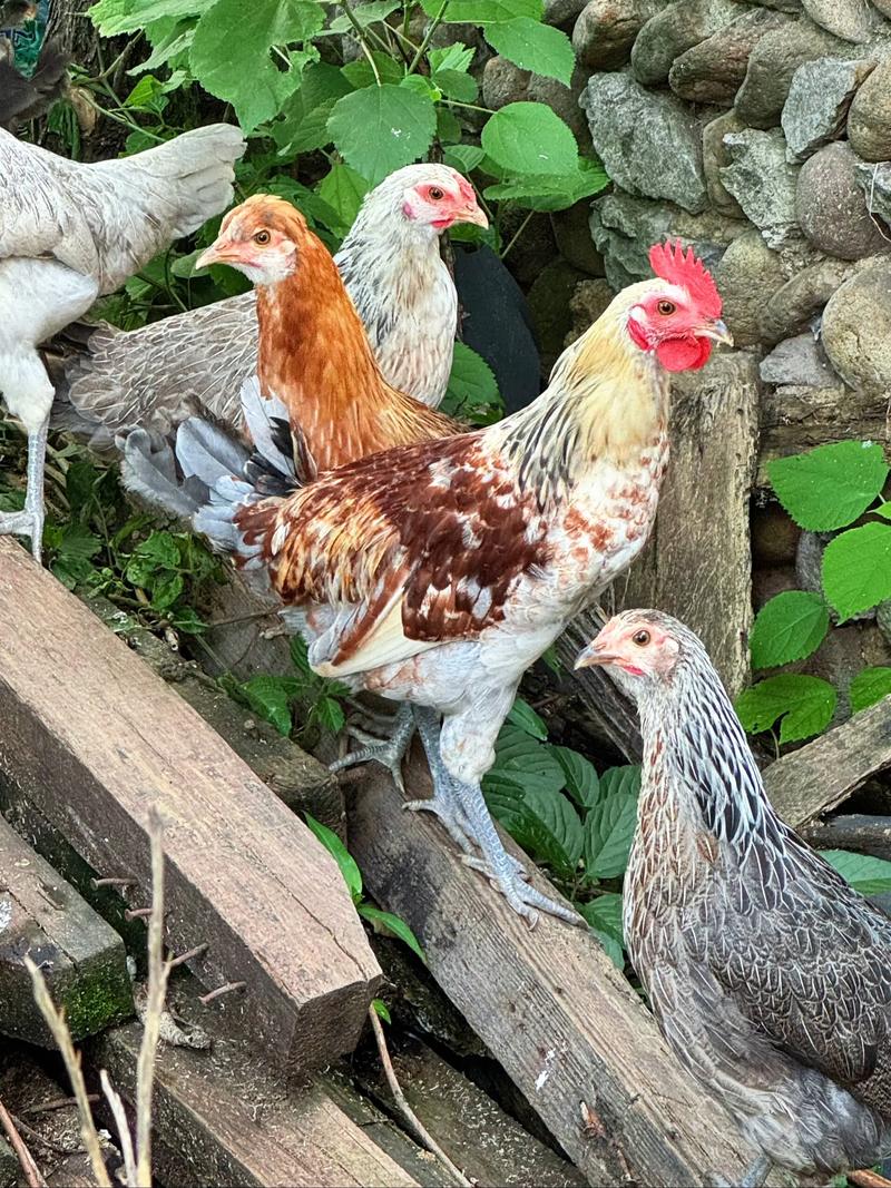 山东有哪些特色鸡品种？-图2