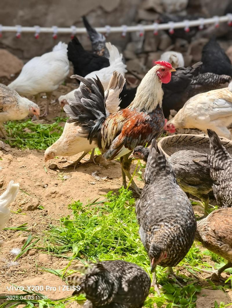 山东有哪些特色鸡品种？-图3