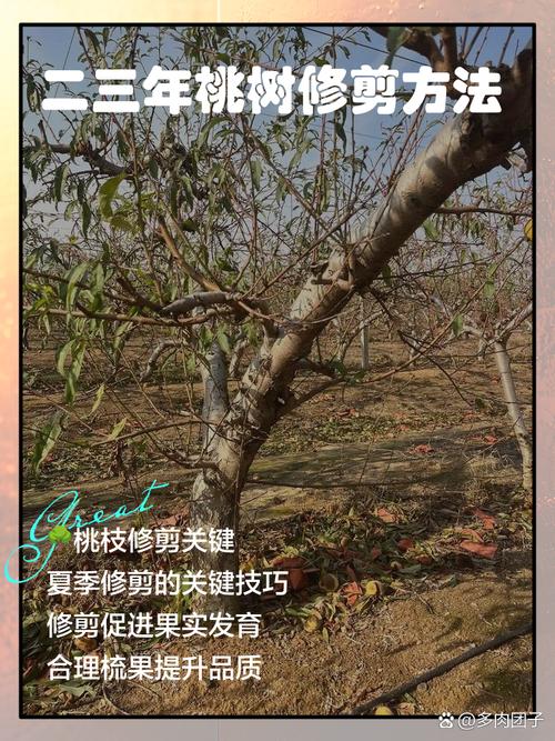 大棚桃树修剪视频，如何掌握修剪技巧？-图2