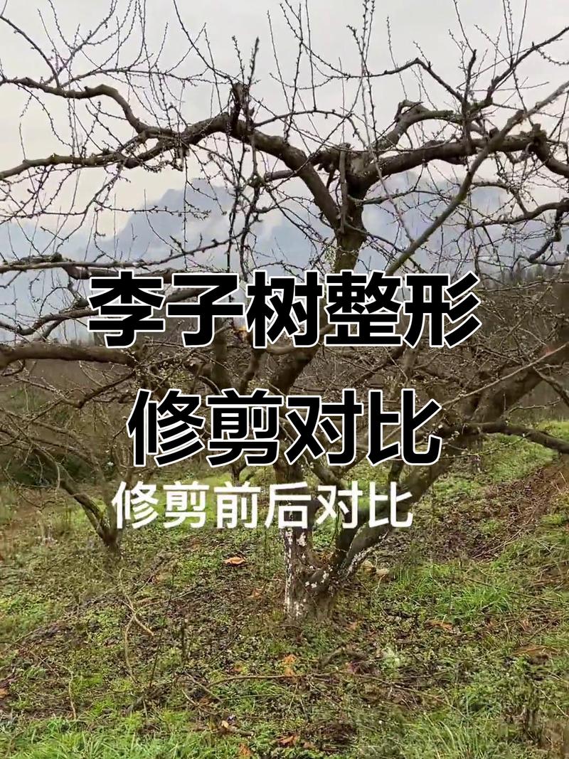 二年生李子树如何修剪？-图2