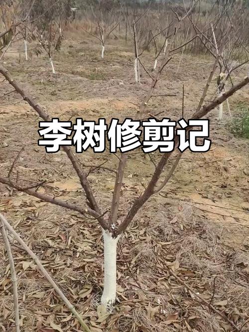 二年生李子树如何修剪？-图3