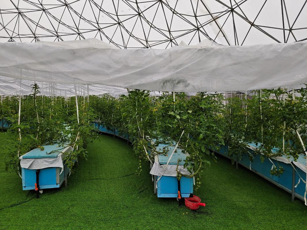 无土栽培技术如何实现高效种植？-图1