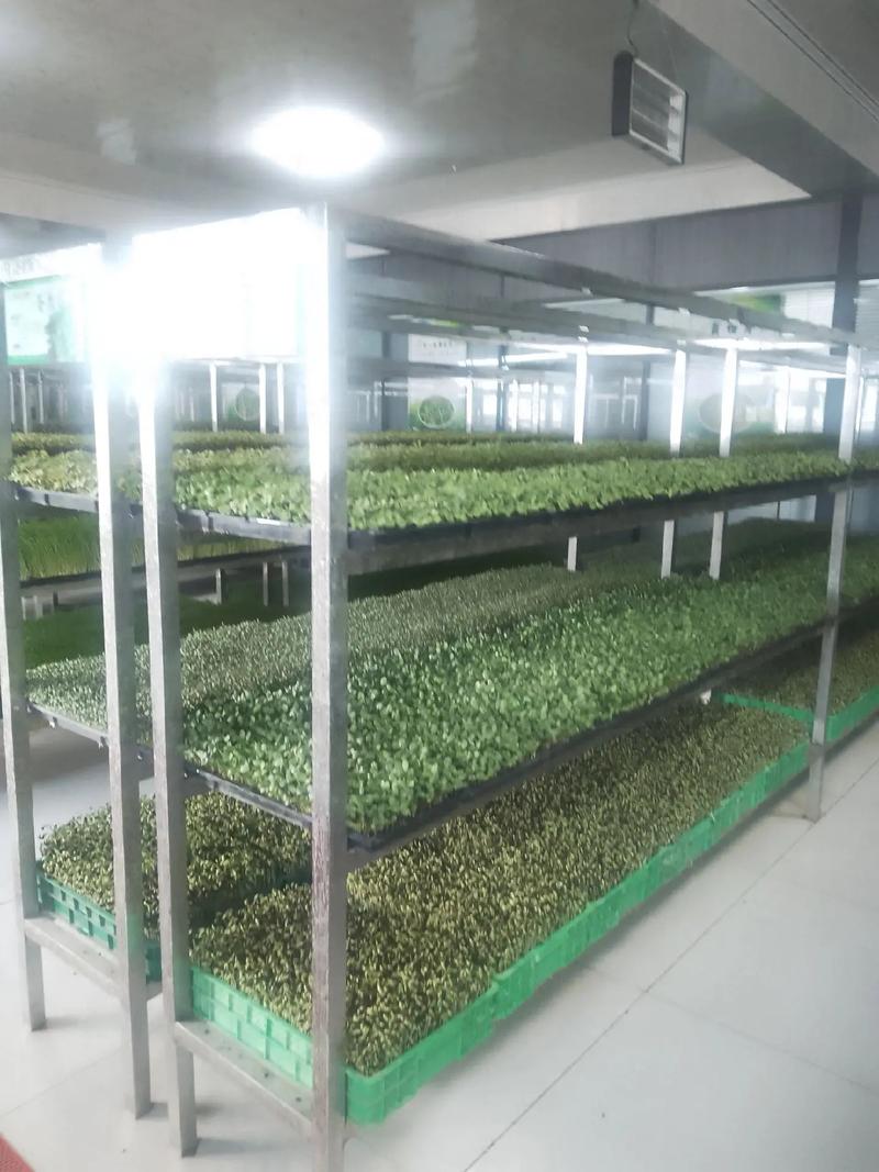 无土栽培技术如何实现高效种植？-图3